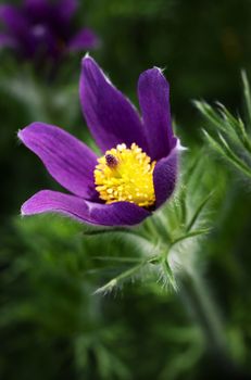 nature background purple flower Pulsatilla slavica