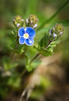 nature still life small blue flower on a green background