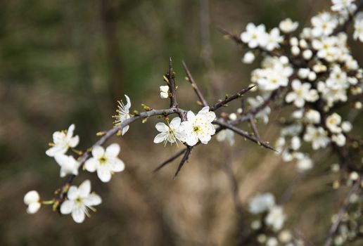 nature seasonal background small white flowers of thorns