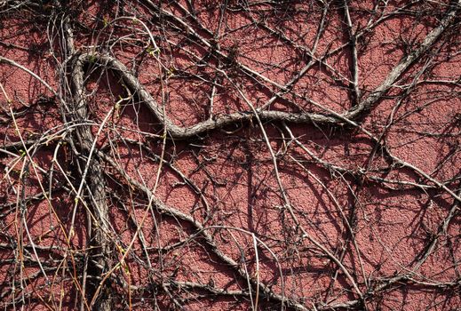nature background dry climbing plant on red wall