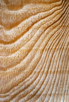 background or texture abstract detail on spruce wood
