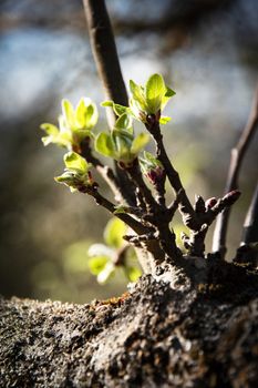 nature seasonal background young apple tree shoots