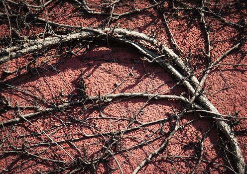 abstract background A dry climbing plant on a red wall