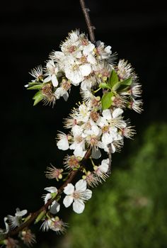 nature seasonal background white cherry blossoms on a twig