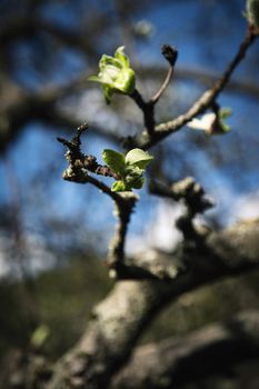 nature background spring young shoots on apples