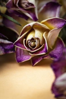 nature abstract background with purple dry roses