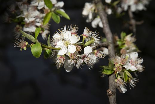 nature seasonal background blooming spring flowers of cherry