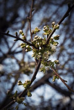 retro background twig of apple tree with buds before blooming