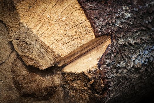 background or texture a detail of the cutting of spruce timber