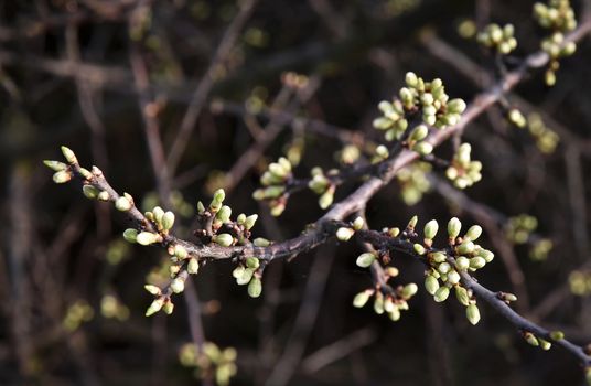 nature seasonal background Spring blackthorn branches with buds