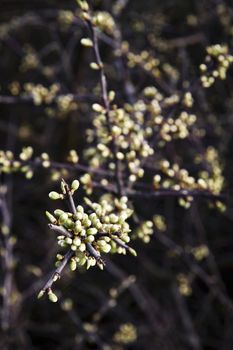 nature seasonal background Spring blackthorn branches with buds