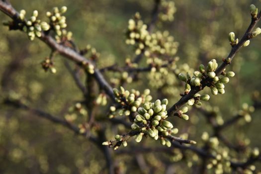 nature seasonal background blackthorn branches with buds