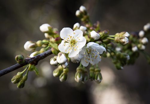 nature background apple twigs on white flower