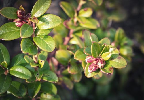 nature background buds on a bush blueberries