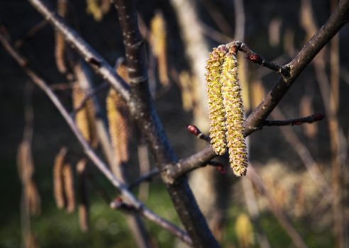 nature seasonal background detail on a hazel flower