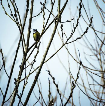 nature seasonal background Titmouse on branches of willow