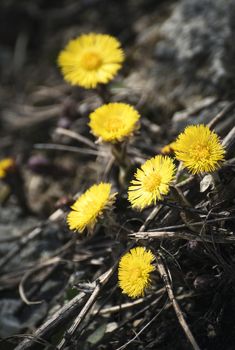seasonal nature background spring yellow flowers of the coltsfoot