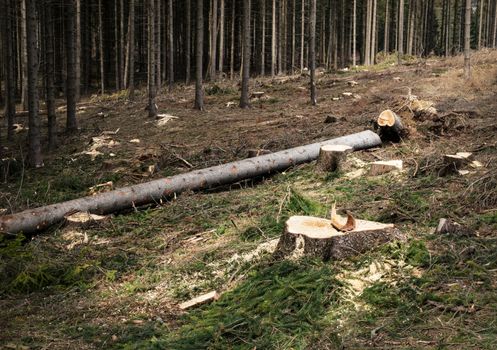 nature background partially sawn spruce forest