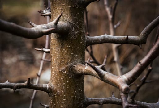 seasonal background detail branches on young tree