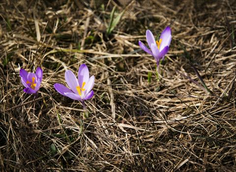 nature seasonal background three purple saffrons in dry grass