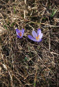 nature seasonal background two purple saffrons in dry grass