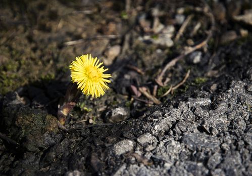 nature seasonal background yellow flower coltsfoot