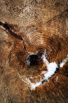 abstract background detail of cut wood on the stump