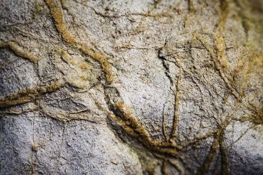 abstract background or texture detail of old limestone macro