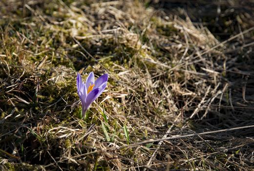 nature seasonal background one flower of saffron in dry grass