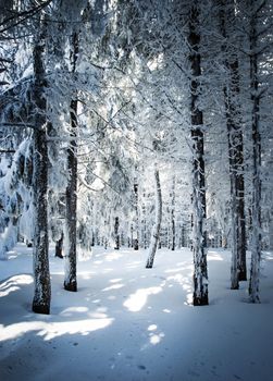 nature seasonal background densely snowy forest stand