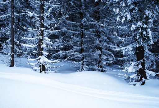 nature seasonal background snowy fairy dense forest