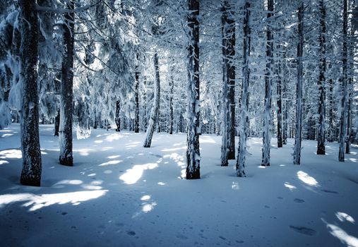 nature seasonal background snowy fairy dense forest