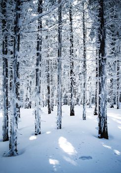 nature seasonal background in a densely snowy spruce forest
