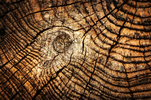 background or texture Detail of an old wooden stump