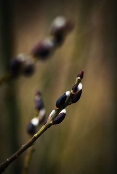 dark nature seasonal background details spring willow twig