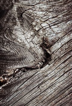 background or texture abstract detail of old dry wood