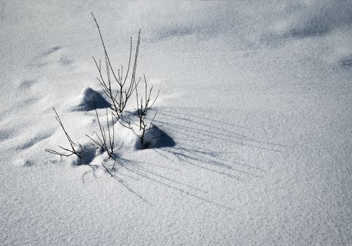 nature seasonal winter background a group of shrubs in the snow