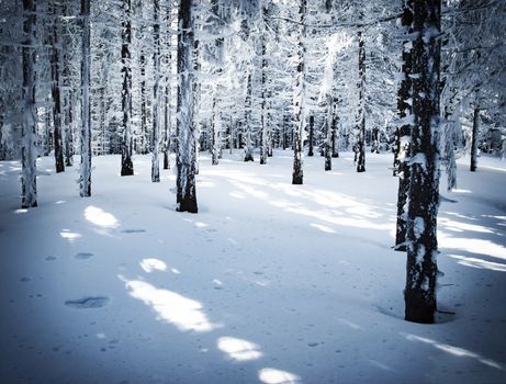 nature seasonal background dense spruce snowy forest