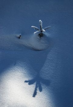 abstract nature background big shadow of a small tree on the snow