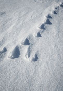 abstract background shadows animal tracks in the snow