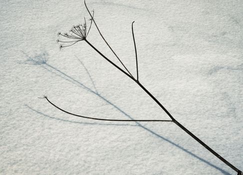 seasonal nature background dry plant on snow