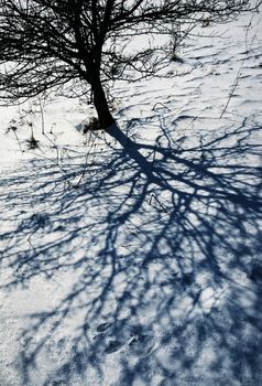 nature seasonal background dark shadow of the tree on the snow