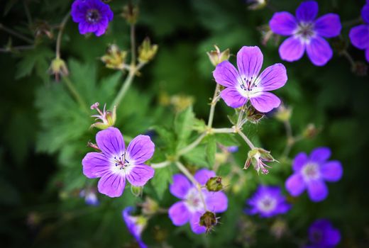 nature background a group of purple small flowers