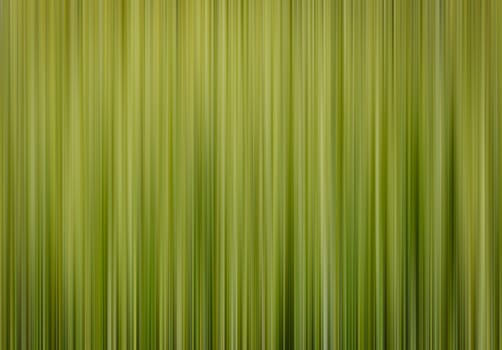 abstract background Vertical spring green blurred background