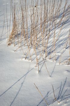 nature seasonal background long dry grass on snow