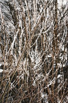 nature seasonal background willow twigs with snow icing