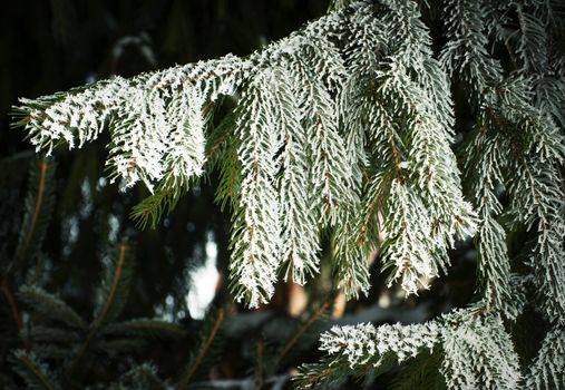 nature seasonal winter background spruce branch with frost