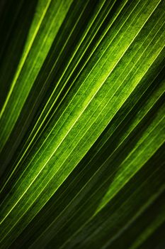 abstract background or texture detail of green leaf of exotic palm tree