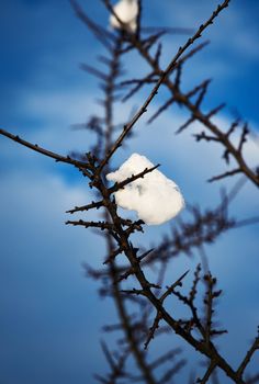seasonal nature blackthorn twig with snow on a blue background