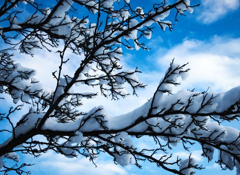 nature seasonal background snowy branches bush